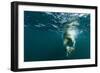 Underwater Polar Bear, Hudson Bay, Nunavut, Canada-Paul Souders-Framed Photographic Print