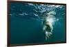 Underwater Polar Bear, Hudson Bay, Nunavut, Canada-Paul Souders-Framed Photographic Print