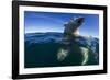 Underwater Polar Bear, Hudson Bay, Nunavut, Canada-Paul Souders-Framed Photographic Print