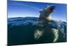 Underwater Polar Bear, Hudson Bay, Nunavut, Canada-Paul Souders-Mounted Photographic Print