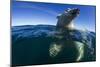 Underwater Polar Bear, Hudson Bay, Nunavut, Canada-Paul Souders-Mounted Photographic Print