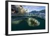 Underwater Polar Bear, Hudson Bay, Nunavut, Canada-Paul Souders-Framed Photographic Print