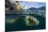 Underwater Polar Bear, Hudson Bay, Nunavut, Canada-Paul Souders-Mounted Photographic Print