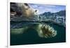 Underwater Polar Bear, Hudson Bay, Nunavut, Canada-Paul Souders-Framed Photographic Print