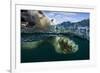 Underwater Polar Bear, Hudson Bay, Nunavut, Canada-Paul Souders-Framed Photographic Print