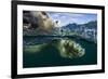 Underwater Polar Bear, Hudson Bay, Nunavut, Canada-Paul Souders-Framed Photographic Print