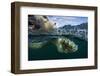 Underwater Polar Bear, Hudson Bay, Nunavut, Canada-Paul Souders-Framed Photographic Print