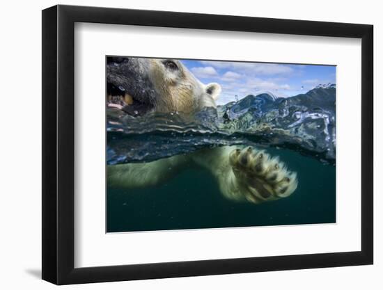 Underwater Polar Bear, Hudson Bay, Nunavut, Canada-Paul Souders-Framed Photographic Print