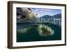 Underwater Polar Bear, Hudson Bay, Nunavut, Canada-Paul Souders-Framed Photographic Print