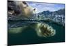 Underwater Polar Bear, Hudson Bay, Nunavut, Canada-Paul Souders-Mounted Photographic Print