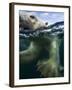 Underwater Polar Bear, Hudson Bay, Nunavut, Canada-Paul Souders-Framed Photographic Print