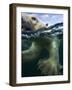 Underwater Polar Bear, Hudson Bay, Nunavut, Canada-Paul Souders-Framed Photographic Print