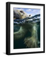 Underwater Polar Bear, Hudson Bay, Nunavut, Canada-Paul Souders-Framed Photographic Print