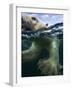 Underwater Polar Bear, Hudson Bay, Nunavut, Canada-Paul Souders-Framed Photographic Print