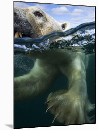 Underwater Polar Bear, Hudson Bay, Nunavut, Canada-Paul Souders-Mounted Photographic Print