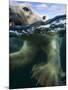 Underwater Polar Bear, Hudson Bay, Nunavut, Canada-Paul Souders-Mounted Photographic Print