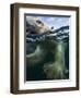 Underwater Polar Bear, Hudson Bay, Nunavut, Canada-Paul Souders-Framed Photographic Print