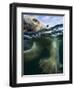 Underwater Polar Bear, Hudson Bay, Nunavut, Canada-Paul Souders-Framed Photographic Print