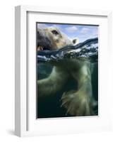 Underwater Polar Bear, Hudson Bay, Nunavut, Canada-Paul Souders-Framed Photographic Print