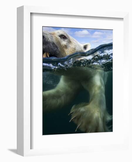 Underwater Polar Bear, Hudson Bay, Nunavut, Canada-Paul Souders-Framed Photographic Print