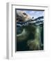 Underwater Polar Bear, Hudson Bay, Nunavut, Canada-Paul Souders-Framed Photographic Print