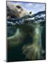 Underwater Polar Bear, Hudson Bay, Nunavut, Canada-Paul Souders-Mounted Photographic Print