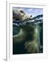 Underwater Polar Bear, Hudson Bay, Nunavut, Canada-Paul Souders-Framed Photographic Print