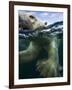 Underwater Polar Bear, Hudson Bay, Nunavut, Canada-Paul Souders-Framed Photographic Print