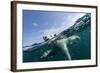 Underwater Polar Bear, Hudson Bay, Nunavut, Canada-Paul Souders-Framed Photographic Print