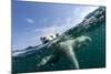 Underwater Polar Bear, Hudson Bay, Nunavut, Canada-Paul Souders-Mounted Photographic Print