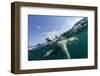 Underwater Polar Bear, Hudson Bay, Nunavut, Canada-Paul Souders-Framed Photographic Print