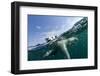 Underwater Polar Bear, Hudson Bay, Nunavut, Canada-Paul Souders-Framed Photographic Print