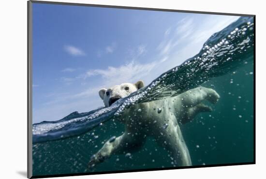 Underwater Polar Bear, Hudson Bay, Nunavut, Canada-Paul Souders-Mounted Photographic Print