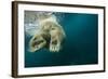 Underwater Polar Bear, Hudson Bay, Nunavut, Canada-Paul Souders-Framed Photographic Print