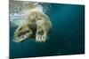 Underwater Polar Bear, Hudson Bay, Nunavut, Canada-Paul Souders-Mounted Photographic Print