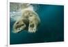 Underwater Polar Bear, Hudson Bay, Nunavut, Canada-Paul Souders-Framed Photographic Print