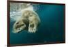 Underwater Polar Bear, Hudson Bay, Nunavut, Canada-Paul Souders-Framed Photographic Print