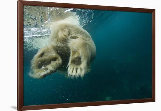 Underwater Polar Bear, Hudson Bay, Nunavut, Canada-Paul Souders-Framed Photographic Print