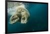 Underwater Polar Bear, Hudson Bay, Nunavut, Canada-Paul Souders-Framed Photographic Print