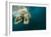 Underwater Polar Bear, Hudson Bay, Nunavut, Canada-Paul Souders-Framed Photographic Print