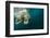 Underwater Polar Bear, Hudson Bay, Nunavut, Canada-Paul Souders-Framed Photographic Print