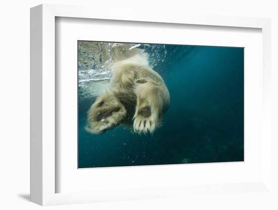 Underwater Polar Bear, Hudson Bay, Nunavut, Canada-Paul Souders-Framed Photographic Print