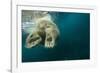 Underwater Polar Bear, Hudson Bay, Nunavut, Canada-Paul Souders-Framed Photographic Print