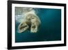 Underwater Polar Bear, Hudson Bay, Nunavut, Canada-Paul Souders-Framed Photographic Print