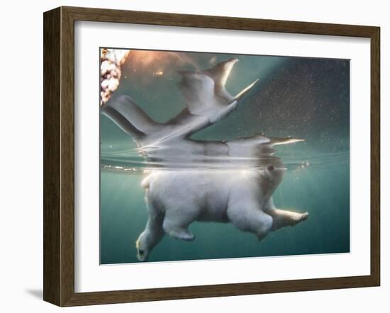 Underwater Polar Bear, Hudson Bay, Nunavut, Canada-Paul Souders-Framed Photographic Print