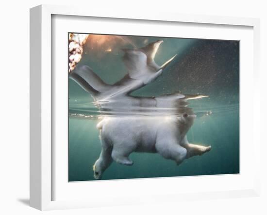 Underwater Polar Bear, Hudson Bay, Nunavut, Canada-Paul Souders-Framed Photographic Print