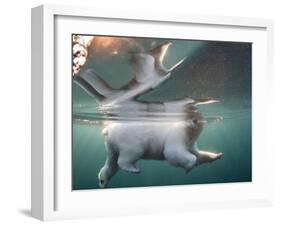 Underwater Polar Bear, Hudson Bay, Nunavut, Canada-Paul Souders-Framed Photographic Print