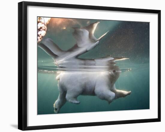 Underwater Polar Bear, Hudson Bay, Nunavut, Canada-Paul Souders-Framed Photographic Print