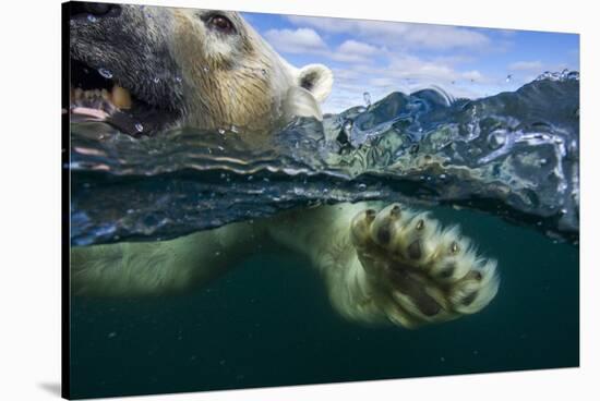 Underwater Polar Bear, Hudson Bay, Nunavut, Canada-Paul Souders-Stretched Canvas