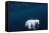 Underwater Polar Bear near Frozen Strait, Nunavut, Canada-Paul Souders-Framed Stretched Canvas